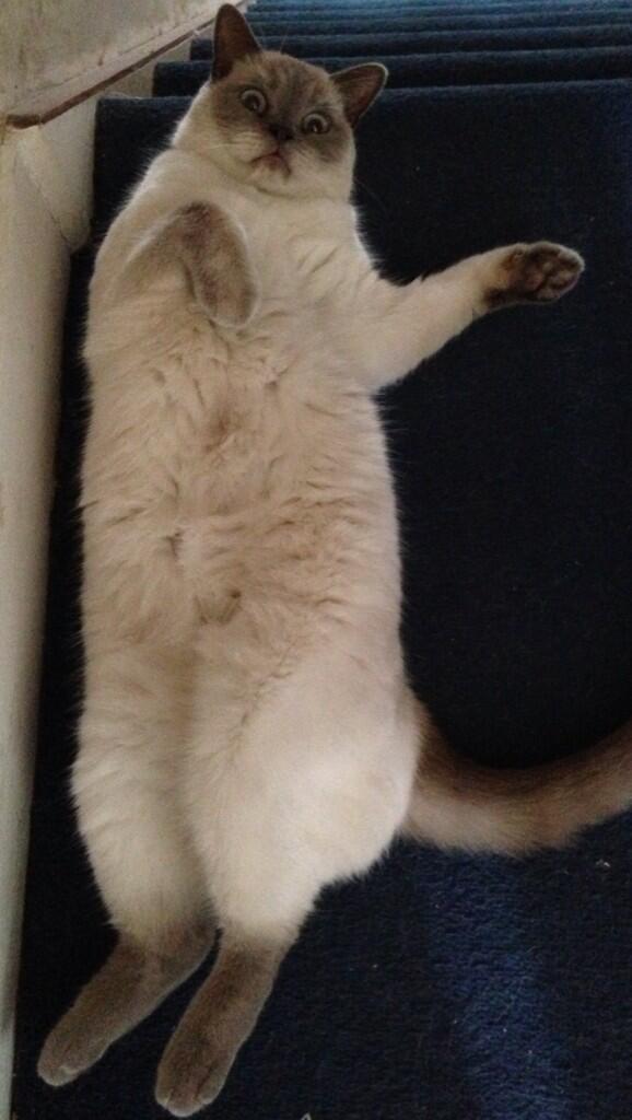 Docdib's tweet photo. @elliegoulding here's my cat in return-Crazy Caspar! http://t.co/0KxUnVyz72