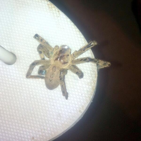 TatymWinter's tweet photo. Wondering if this is normal to find in your room😯...Sheesh!! http://t.co/ylKOzgZWCO