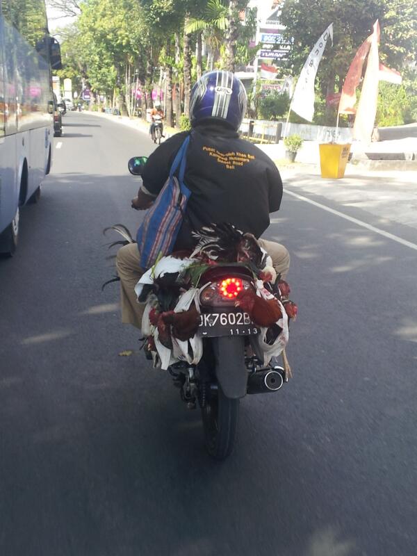 perakb's tweet image. This is how we Delivery chicken in Bali