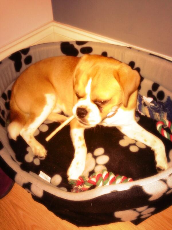 RJTaylz's tweet image. This lads been spying on us a rekon mate @Toshslim #puggled