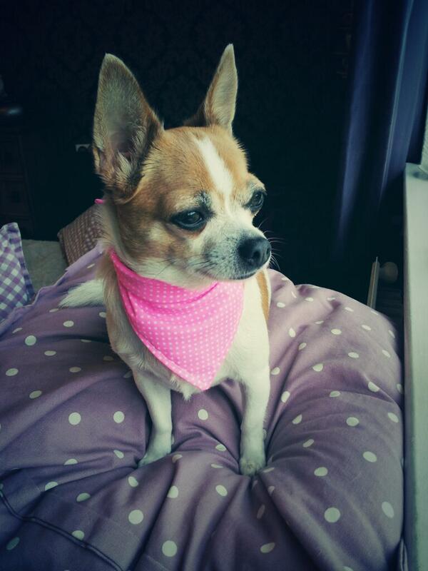 MadeWLoveS2012's tweet image. My Lily dog modelling one of the new bandanas ♡