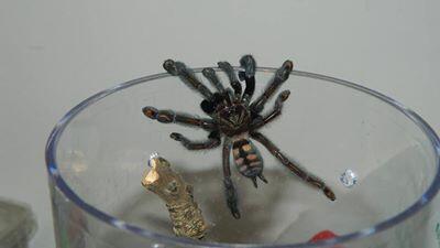 FotoTarantulas's tweet photo. hembra juvenil #Psalmopoeus #irminia http://t.co/OyHLmFntqZ