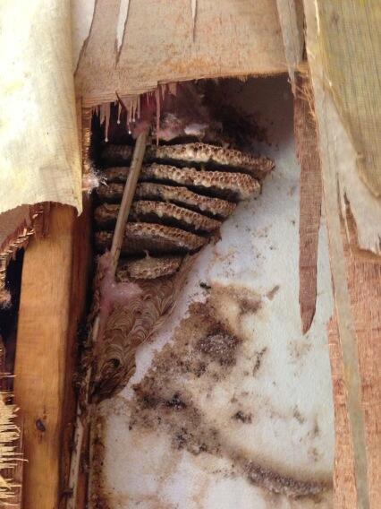 SV_Hammond's tweet image. Look what I found in my house. #insectengineering