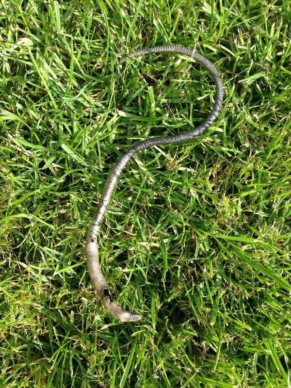 InlineMarc's tweet image. Wiring some pond lighting - found this. It's dead but still gave me a bit of a surprise 😳😳