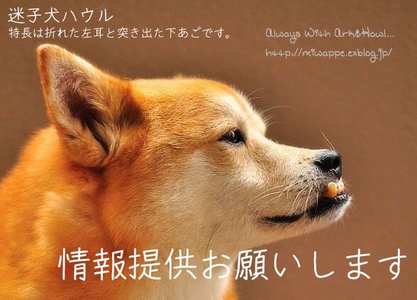 迷子犬ハウル 未だに所在がつかめません ８月１日に迷子になりました 特徴は折れた左耳と突き出た下あごです 情報提供お願いします Http T Co Qxgckcpy1d