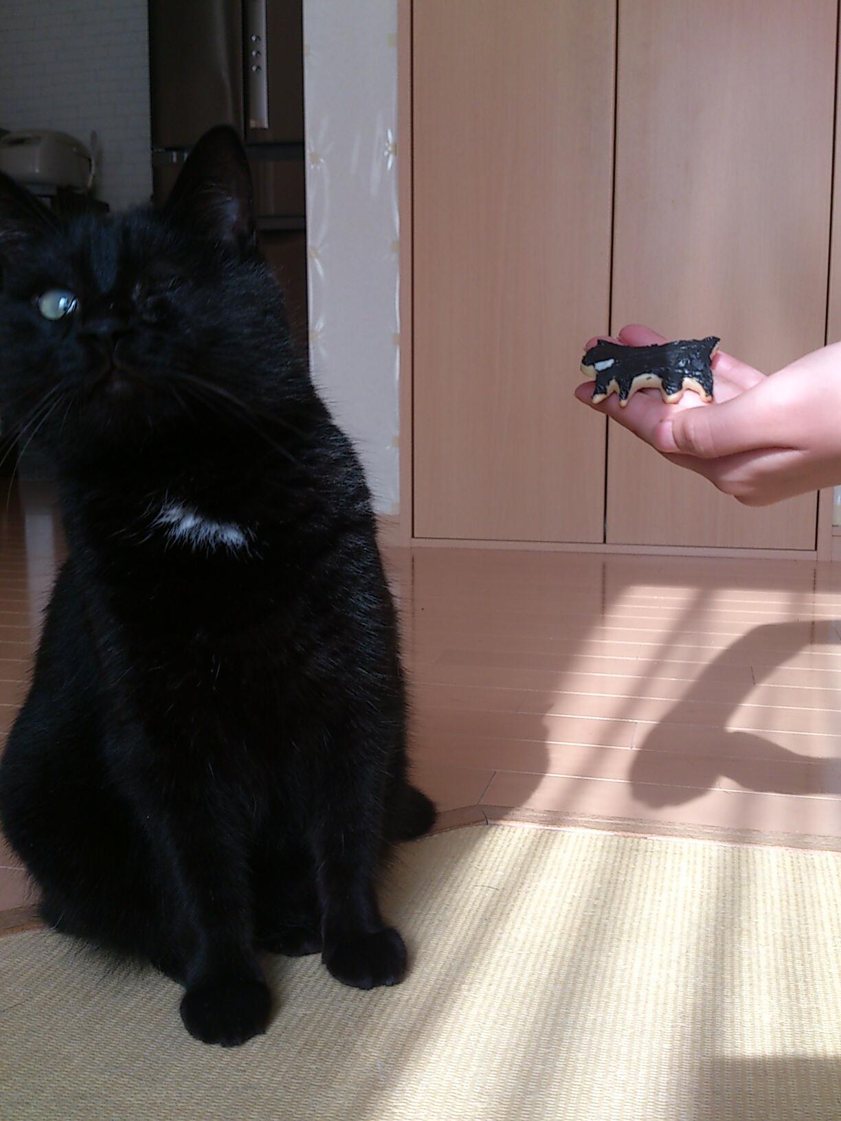 猫専門病院 Tokyo Cat Specialists ダルメシアン柄の猫 たま にいますよね このこは保護されたときには左目がありませんでしたが元気です Http T Co Hnqzzl7gvf Twitter