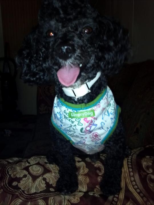 sweet95kitty's tweet image. 