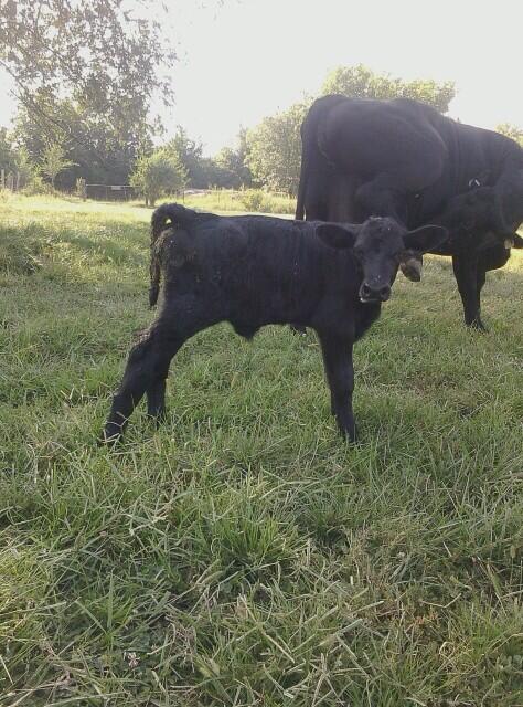 nickellcattle's tweet photo. Sorry I haven't been tweeting lately but here is the second calf if the season! #heifercalf #heifer #farmlife http://t.co/lFTz18kKWH
