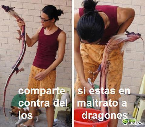KevDelgado_'s tweet image. ¡NO AL MALTRATO DE DRAGONES! #StopTheViolence #StaphHuman #WhyHuman