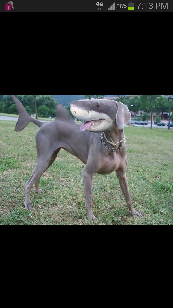 Andy_Jones3's tweet photo. Guess you'd be pretty scared of this dog huh? @aiimesharrison http://t.co/8tYgvjQ32d