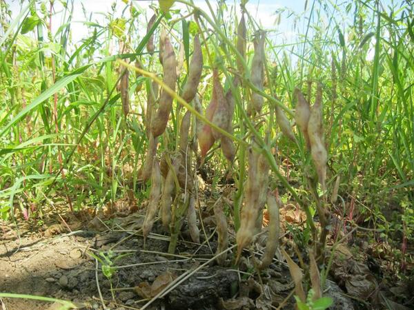 ispir fasulyesi (@ispirfasulye) / Twitter