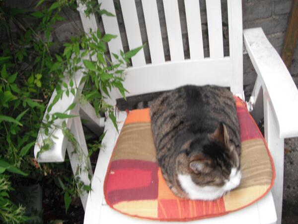 MerryRambler's tweet photo. @NutkinTheCat Hi  there Nutkin, My Raymondo cat has lost his mum, he is the same age as you hugs http://t.co/KHMzbxLWk9