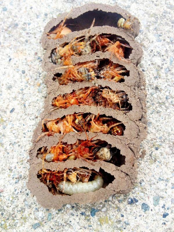 cut in half on twitter wasps nest http t co qh1rxdxfuh
