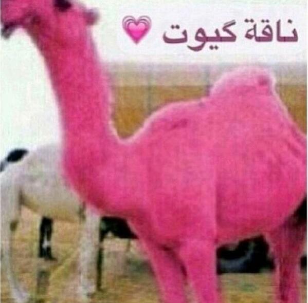 Smsoossmm's tweet photo. اللي بيشري لي أخته ناقه أو أي احد ثاني يشري لها ناقه وردي واو مره كيوت http://t.co/1x9iIGeJck