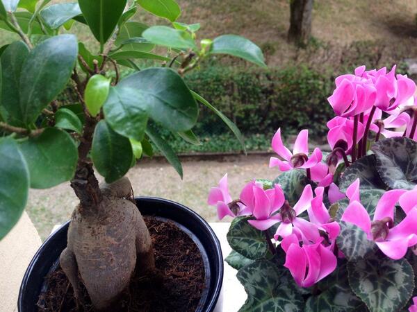 Giusy Fervore tweet media