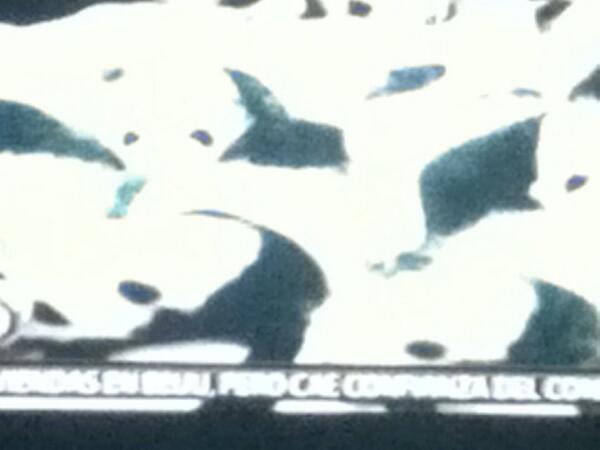 MrTorero94's tweet image. Nacieron muchoa panditas bebes jssjabanbabdbd #China #SavePandas