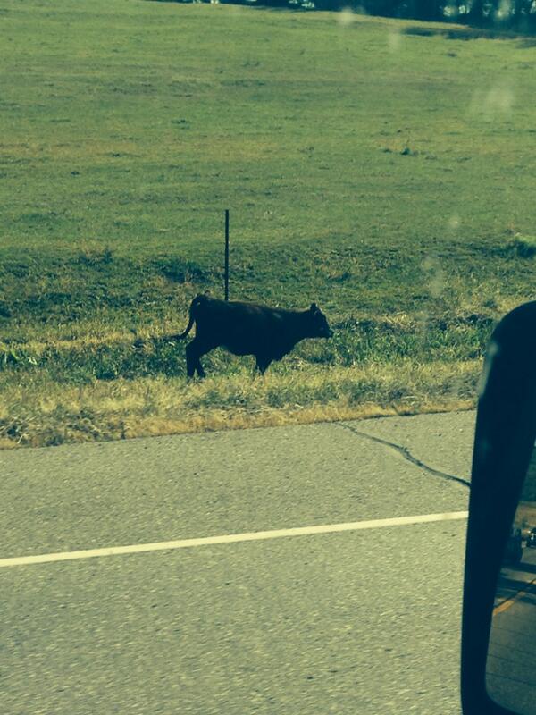 jakick's tweet image. Odd site on the way to work #wrongsideofthefence