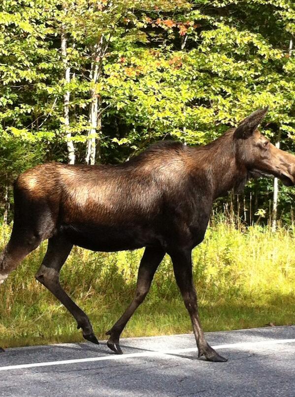 ElyssaOsborne's tweet photo. Oh, you know, just another day driving in VT... #802Love http://t.co/QsfZHBPYCl
