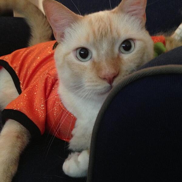 weathercat twitter