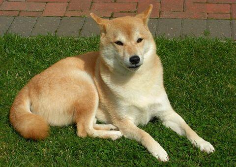 Shiba Inu Rescue Uk On Twitter Some Brilliant Newssumo