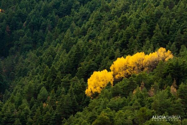 AGphotographyAG's tweet photo. "El verano se fue y de amarillo el paisaje pintaré." ¡Bienvenido Otoño! http://t.co/XjFJdSgL0v