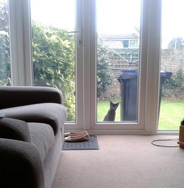 RachaelGough92's tweet image. Too funny @Jaydemikaela @LAURAJANE_T #hellocat #hellokent