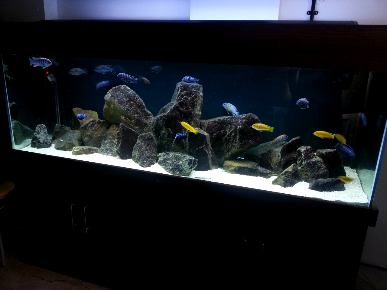 Mbuna top cichlid tank