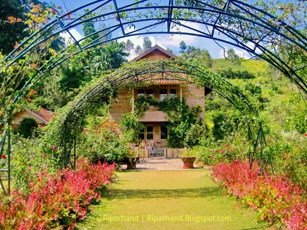 infogarut on Twitter Kebun Mawar Situhapa Samarang infogarut on Twitter Kebun Mawar Situhapa Samarang