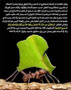 ayid tweet media