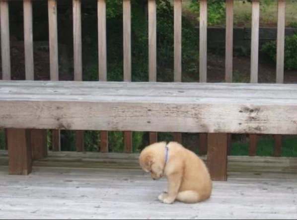 AmazingEarthPic's tweet photo. RT if you think this puppy needs cheering up. #Aww #PoorBaby http://t.co/YhRBMhfGms