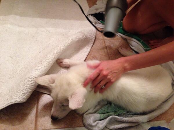 LightningHusky's tweet image. Got my bath and dry off last night thanks to mom @ambercamille2