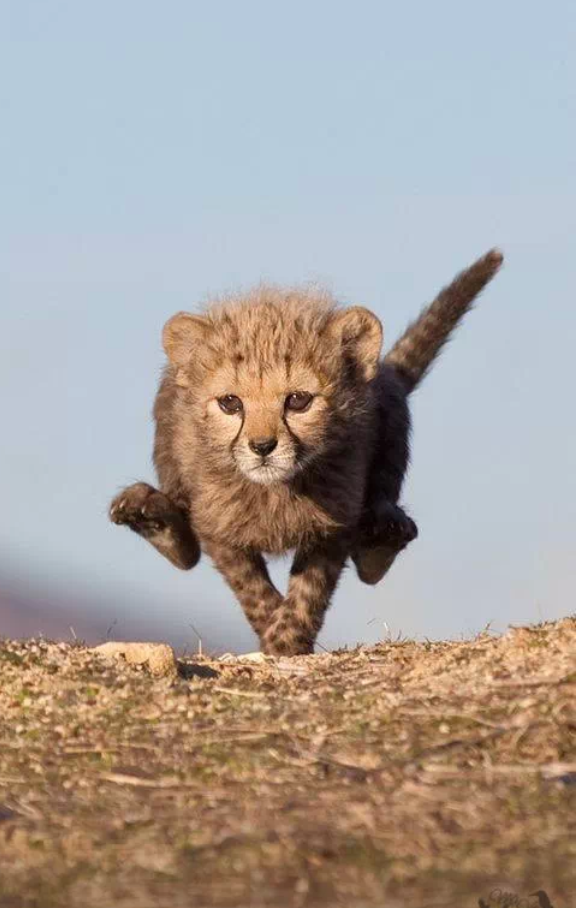 AmazingEarthPic's tweet photo. "I dont always play leap-frog, but when I do it's with invisible friends." - The Most Interesting Kitten in the World http://t.co/KI16Tv7z0W