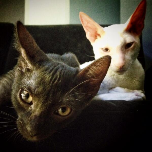 UberbotJones's tweet photo. I'm tweeting from my iPad because I can yet I never have. Let's start it off with a cat picture, shall we? http://t.co/17Q768rMTG