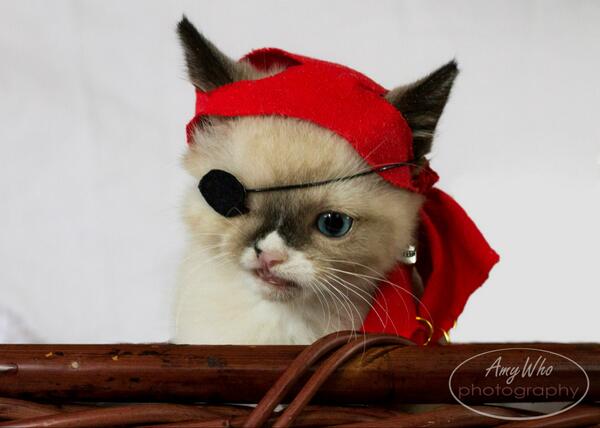 assassinscreed's tweet photo. Say hello to @sirstuffington, Captain of the Jackd'awwww!!! https://t.co/RUEXakcElU http://t.co/xoV12n7PlK