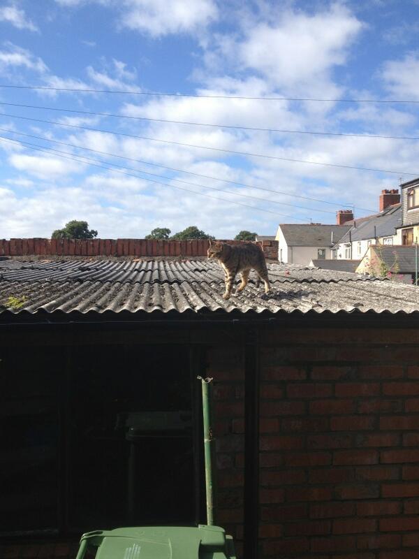 catcini's tweet photo. @ItsDLT @catcini just going for a stroll. Lols http://t.co/Icr7jr7d0n