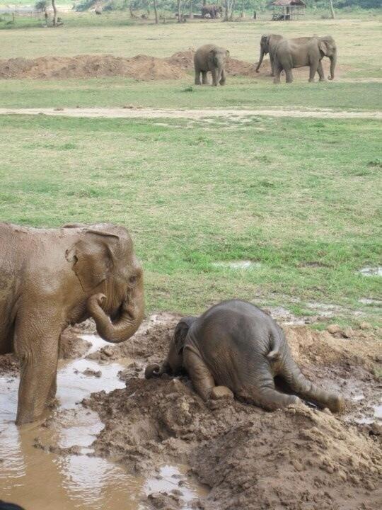 Powerful_Pics's tweet photo. Baby elephants throw themselves into the mud when they get upset http://t.co/d4F1FXEEe2
