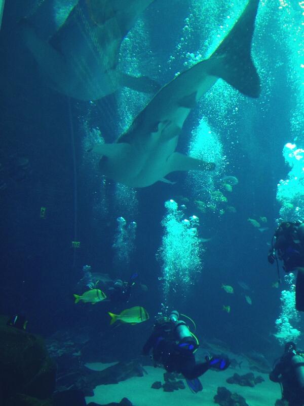 SAILFLIPFLOP's tweet photo. Diving with whale sharks @GeorgiaAquarium #amazing http://t.co/P1iXxAqbYl