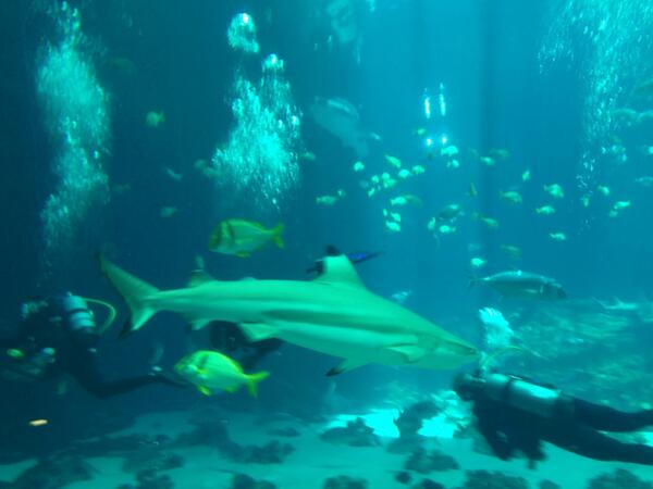 SAILFLIPFLOP's tweet photo. Black tip reef sharks 2 @GeorgiaAquarium #diving with gentle giants http://t.co/LPUgTgkPq3