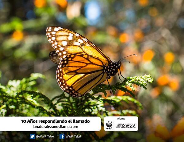 WWF_Telcel's tweet photo. #LaNaturalezaNosLlama Mantener y mejorar el hogar de la Mariposa Monarca... Son 10 años respondiendo el llamado RT http://t.co/0hC9qRfTSL