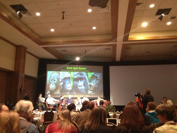 So honoured to be at @JHwildlifefilm watching "Extreme
Conversation" as part of
#greatapes summit <a href="/JaneGoodallInst/">Dr. Jane Goodall & the Jane Goodall Institute</a>