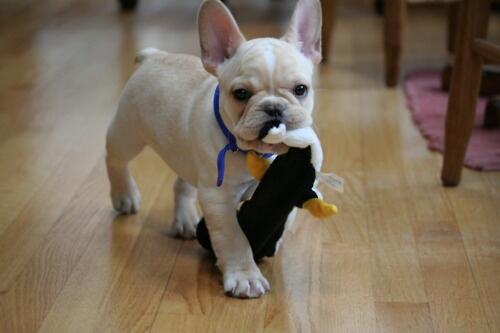 unique_pet's tweet photo. Ah não, tá chovendo e vou ter que brincar dentro de casa. http://t.co/AogMO7oyXe