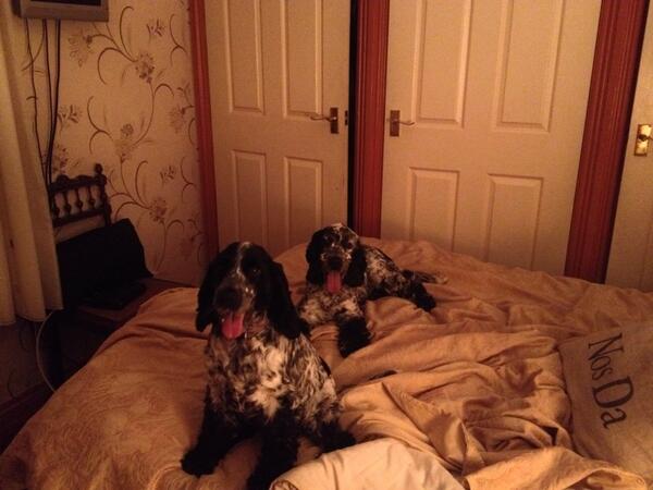 livrow's tweet photo. Soooo cute but soooo cheeky xx http://t.co/tin7Gervt0