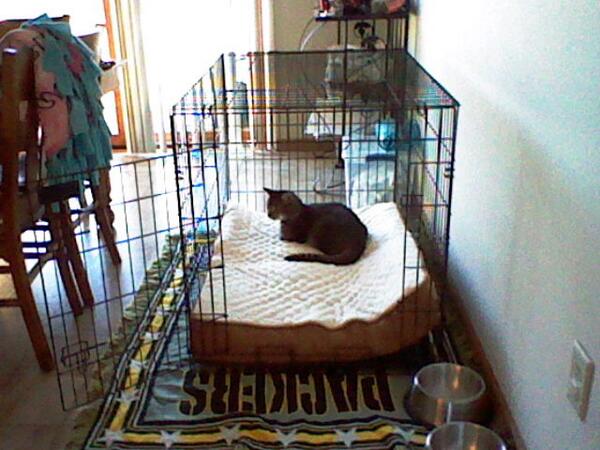my cat in dog kennel!!LOL!!!