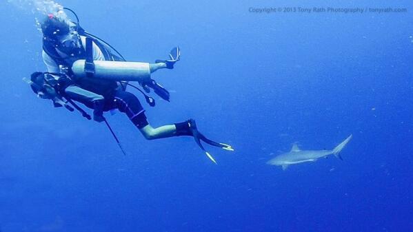 BCVI Belize tweet media