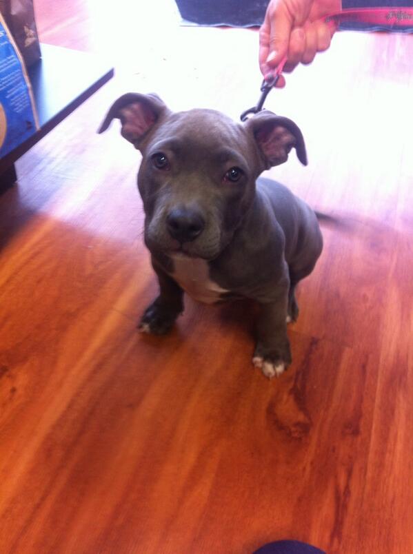 Cute customer alert! Everyone meet Asia, it was her first shopping trip and she got to go home with a fun chew toy!