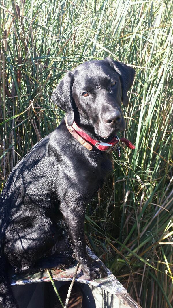 Landon Schultz tweet media