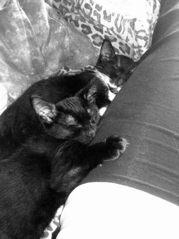 MorganUntitled's tweet image. soo my bf n i got 2 cats at the end of the summer ... :3 theyre 12 weeks now