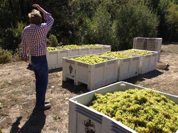 skywalkerwines's tweet photo. Chardonnay harvest for Schramsberg today. http://t.co/VCVH2nmQ6V