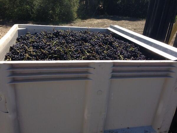 skywalkerwines's tweet photo. Final day of Pinot harvest today. Great start to the Skywalker 2013 vintage http://t.co/OvHhYnonrM