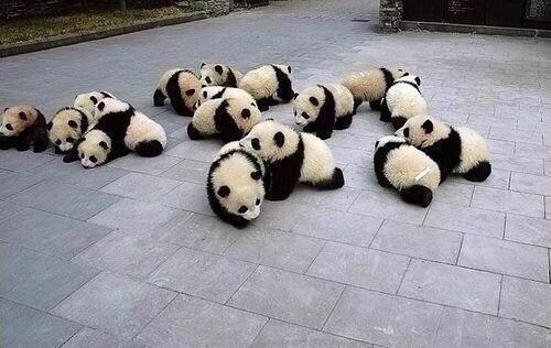 "<a href="/ItsAnimalPix/">Animal Pictures</a>: Pandas everywhere "@chelsonthemoon